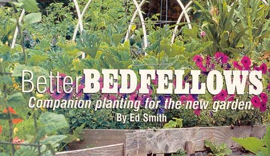
The science behind companion planting is a little hazy, but some combinations seem to be as beneficial for the plants as they were for the eyes.
